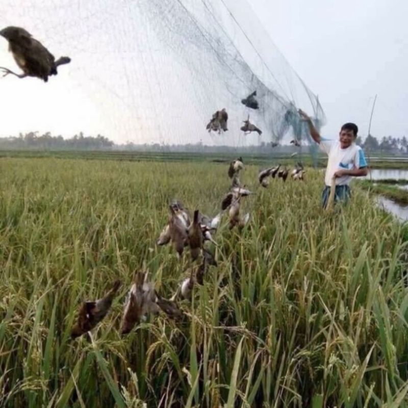 Lưới_bẫy_chim_tàng_hình_đủ_loại_cao_5m_dài10m_60m