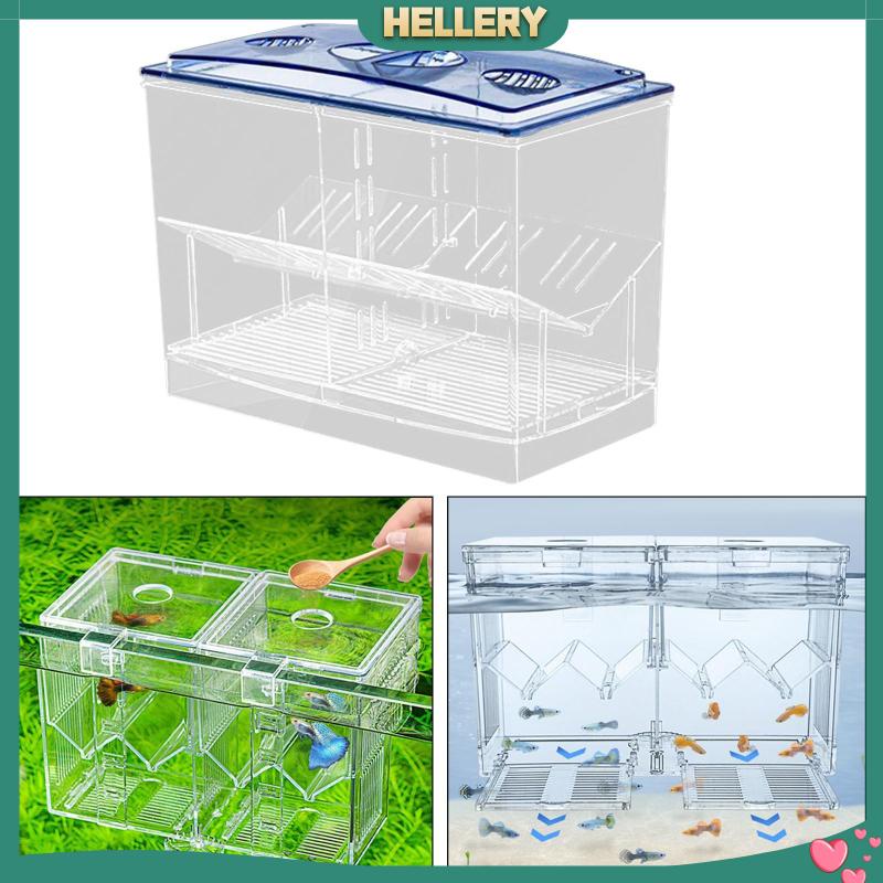 Hộp Nuôi Cá Dễ Sử Dụng Cho Văn Phòng Guppy Betta