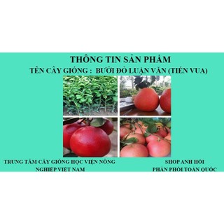 [Nhu_Mai_Garden] giống BƯỞI ĐỎ LUẬN VĂN