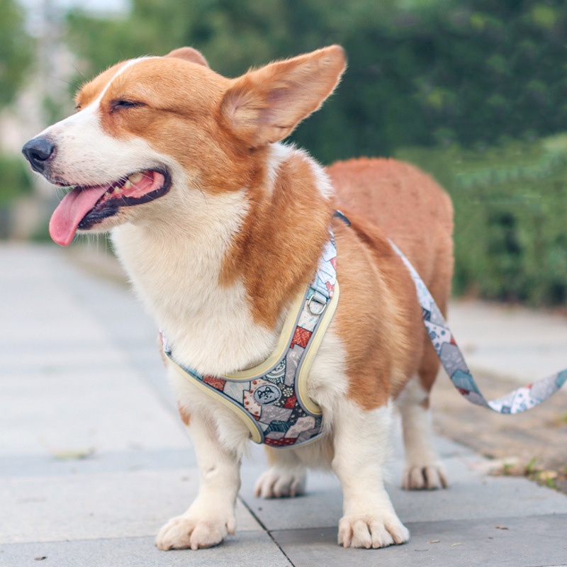 HamshMoc Đai Dắt Chó Đi Dạo Dạo Bằng Lưới Nhẹ Thoáng Khí Có Thể Điều Chỉnh