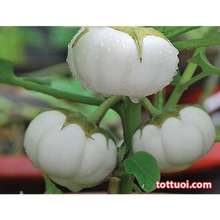 Hạt Giống Cà Bát ( Tím + Xanh + Trắng )