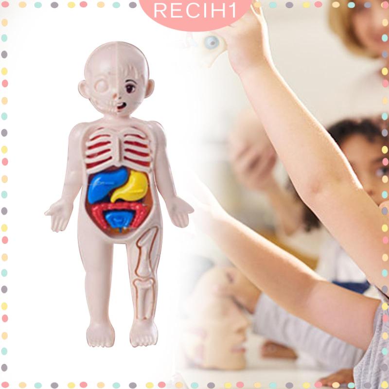 Bộ Đồ Chơi Lắp Ráp Mô Hình Cơ Thể Người Giáo Dục Sớm Cho Bé