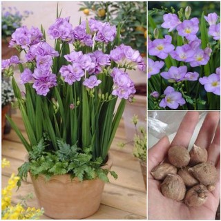 Củ giống hoa lan nam phi hoa màu tím- tặng kèm viên nén ươm củ