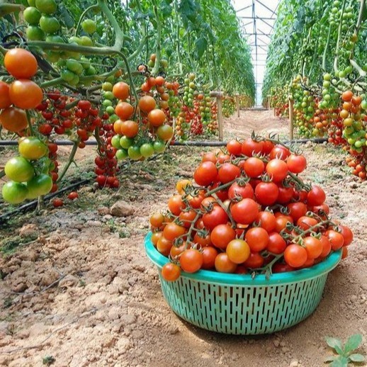 Phân Bón Kích Hoa, Đậu Trái Đầu Trâu MK 5-45-10