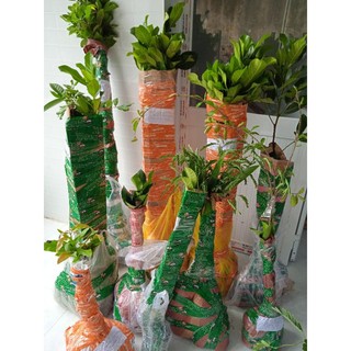 cây roi xanh ( cây mận quả xanh siêu trái)