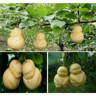 Hạt Giống Quả Nhân Sâm ( Ăn Khá Ngon ) gói 100 hạt