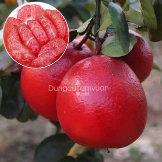 Giống bưởi đỏ luận văn