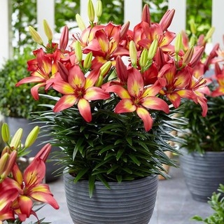 Củ ly lùn thơm mix đủ màu - mã: 10 (tặng kèm phân)