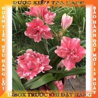 CỦ HOA HUỆ TÂY CÁNH KÉP (MUA 5 TẶNG 2, MUA 10 TẶNG 6)