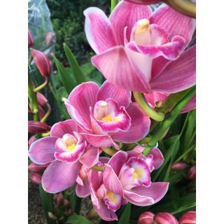 Củ Giống Cây Địa Lan Hồng (Santo -1 củ) [Dễ trồng, Siêu đẹp]