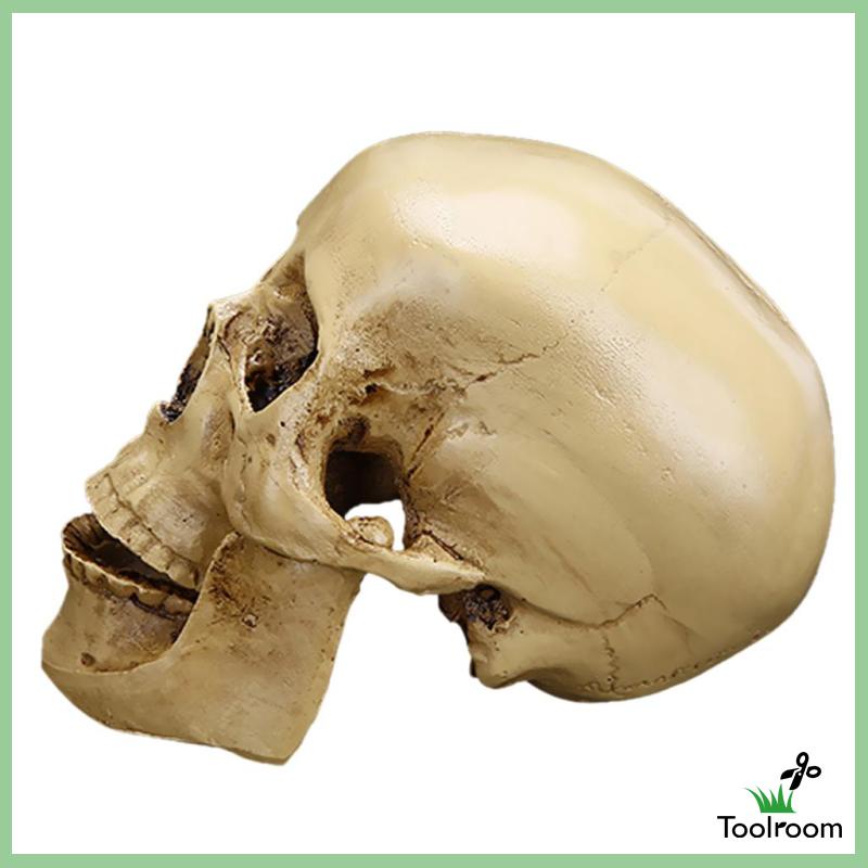 Mô Hình Đầu Lâu Phong Cách Gothic Trang Trí Nhà Cửa