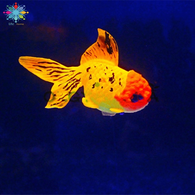Mô Hình Cá Vàng Bằng Silicone Phát Quang Dùng Trang Trí Bể Cá