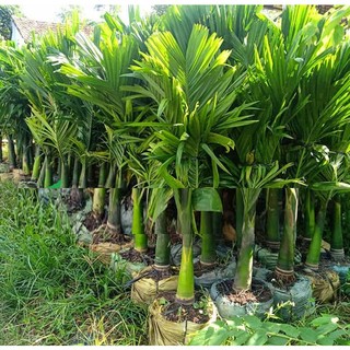 Cây giống cau ta, cau cao, cau ăn trầu size lớn cao 1,5m-2m