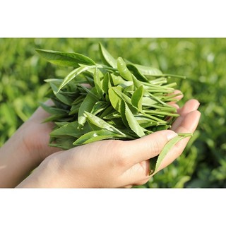 Cây giống chè kim tuyên làm trà ô long