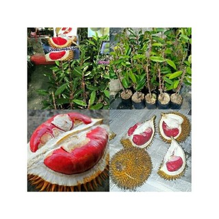 CÂY GIỐNG SẦU RIÊNG RUỘT ĐỎ (chi lăng shop 47)