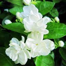 Hạt Giống Hoa Nhài -