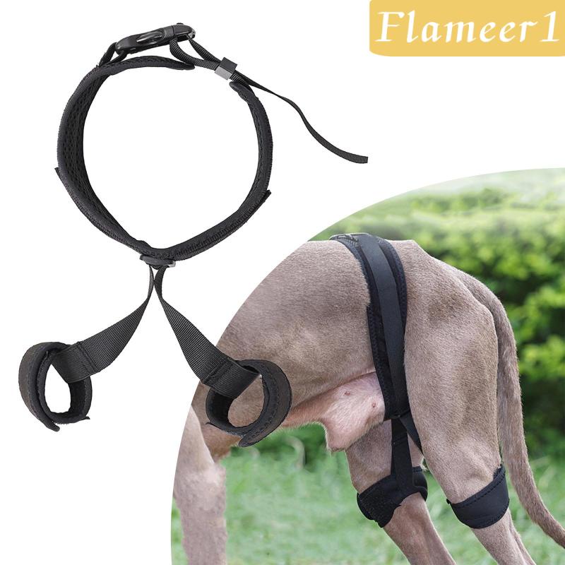 [Flameameer1] Đai Nẹp Hông Hỗ Trợ Cho Thú Cưng