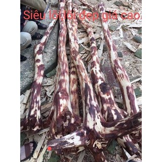 CÂY GIỐNG GỖ SƯA ĐỎ (được kiểm tra hàng có bảo hành)
