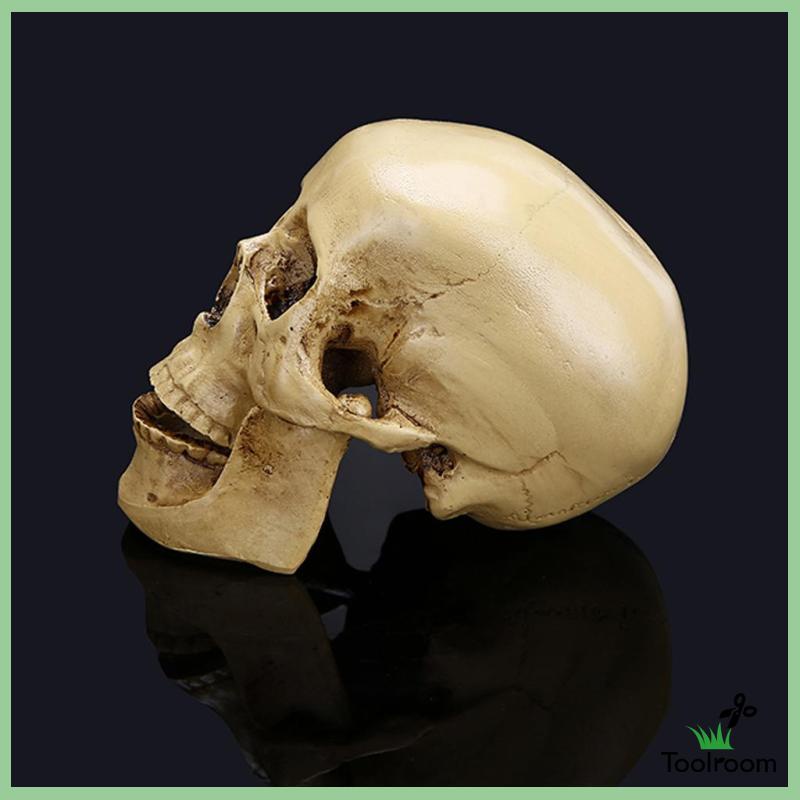 Mô Hình Đầu Lâu Phong Cách Gothic Trang Trí Nhà Cửa