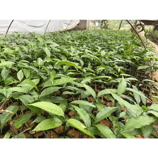 CÂY GIỐNG RAU NGÓT RỪNG ( Rau Sắng )