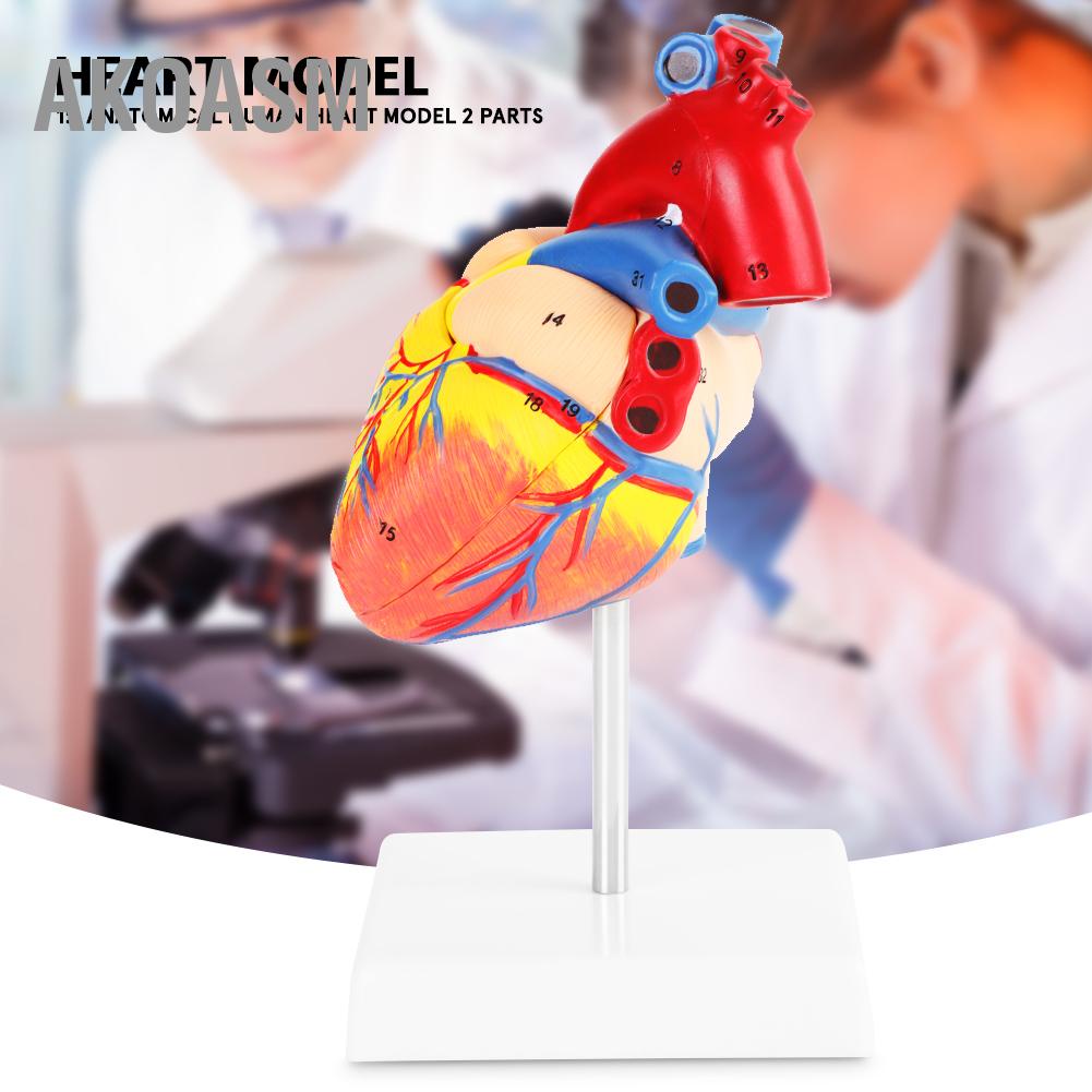 AKOASM 1:1 Giải phẫu con người Kích thước cuộc sống Mô hình trái tim Tim mạch y tế 2 bộ phận