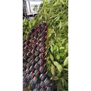 CÂY GIỐNG MẬN ĐƯỜNG ĐÁ ( Roi Đá ) (cây ghép siêu sớm trái)