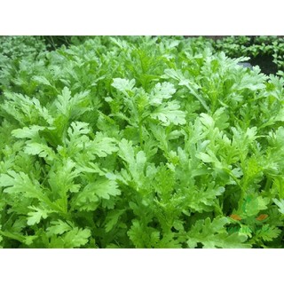 Hạt giống Rau Tần Ô nếp (Cải cúc nếp) (20g)