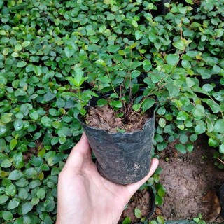 Bầu Cây vảy ốc leo tường giống nhiều thân