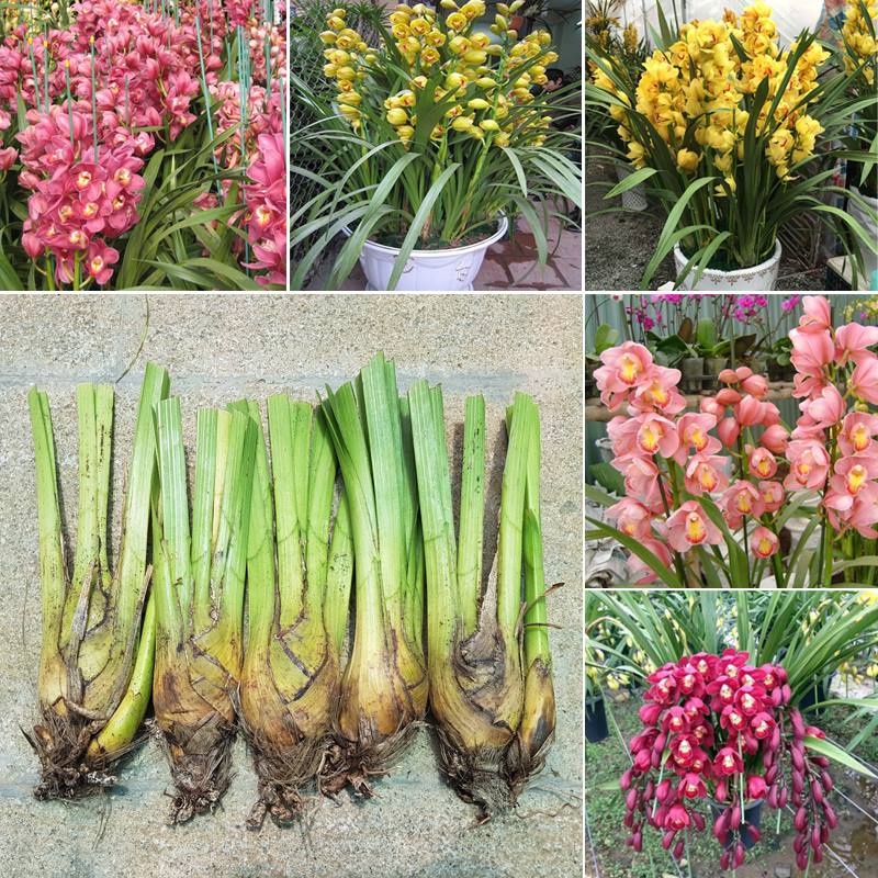 Củ Giống Cây Địa Lan Hồng (Santo -1 củ) [Dễ trồng, Siêu đẹp]