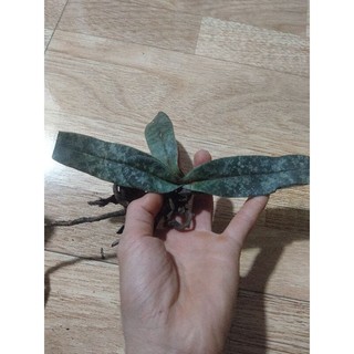 Cây giống lan Hài Gấm
