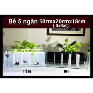 Bể nuôi cá betta 5 ngăn có hệ thống lọc bể kính vách mica
