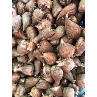 Củ hoa lan nam phi đủ màu