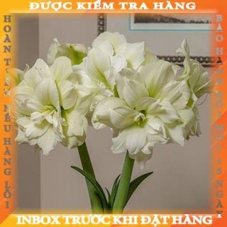 CỦ HOA HUỆ TÂY CÁNH KÉP (MUA 5 TẶNG 2, MUA 10 TẶNG 6)