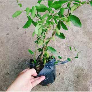 Cây giống sơri (1caay)