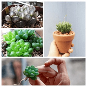 HẠT ĐẤT NUNG POOPER Siêu hút thấm nước, trang trí rải bề mặt đất kiểm soát dinh dưỡng cho sen đá, xương rồng