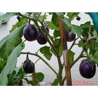 Hạt Giống Cà Bát ( Tím + Xanh + Trắng )