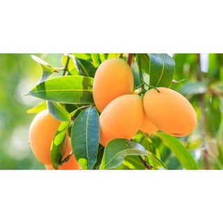 CÂY GIỐNG XOÀI THANH CA.[ CÂY GHÉP CHO QUẢ SỚM]