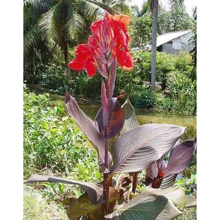1 củ giống, 1 cây giống dong riềng đỏ - cây giống
