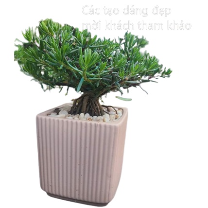 500g Cành Giống Cây Hoa Mười Giờ Bonsai Loại Nuôi Gốc To Lâu Năm MiMa market