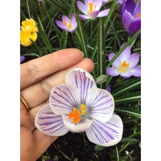 1 Củ hoa nghệ tây saffron