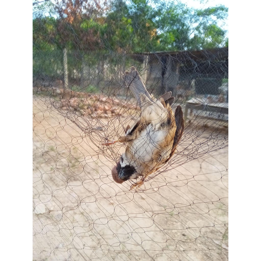 Lưới bẫy chim tàn hình dài 20m mắt 3p đánh ri,khuyên,sâu,hút mật,sẻ chào mào