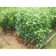 CÂY CHÈ XANH( TRÀ XANH) THÁI NGUYÊN(mua 10 cây  tặng 2 cây)
