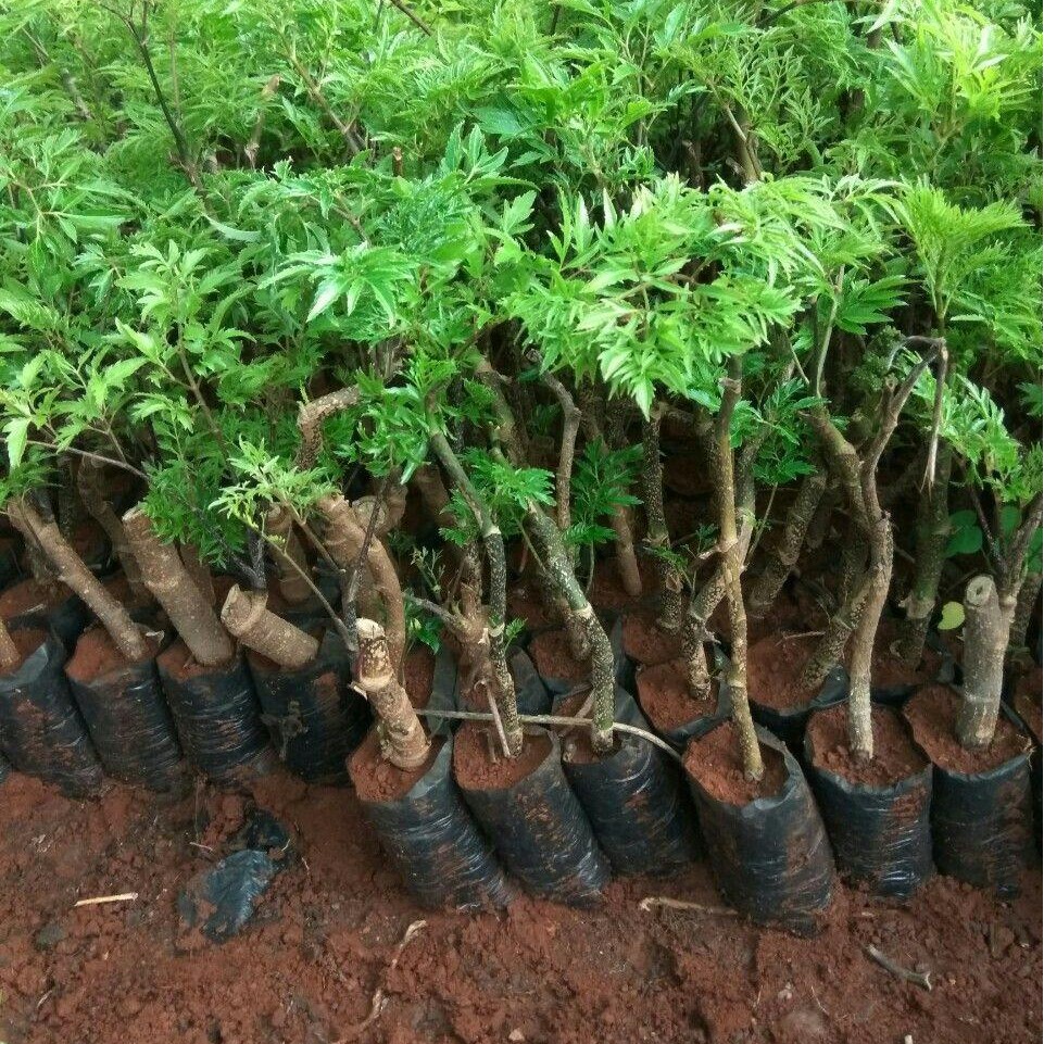 Cây giống đinh lăng nếp lá nhỏ. Cây đinh lăng ta lá nhỏ (có tặng kèm phân bón )