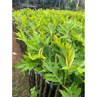 Cây Giống sa kê ghép nhanh ra trái HHFFGH