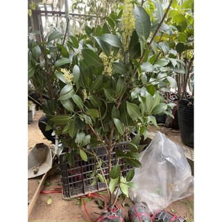 Cây giống cây thanh trà ngọt thái lan-cây to sắp quả