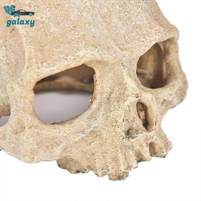 Galaxy Mô Hình Đầu Lâu Người Cho Bể Cá