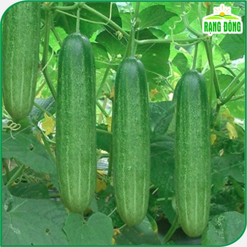 Hạt giống Dưa Leo Lai F1 trái dài, giòn ngọt, đậu quả sai   - BẠN CỦA NHÀ NÔNG