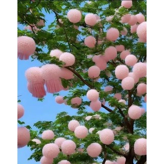 Cây giống hoa LƯU TÔ(1 cây)