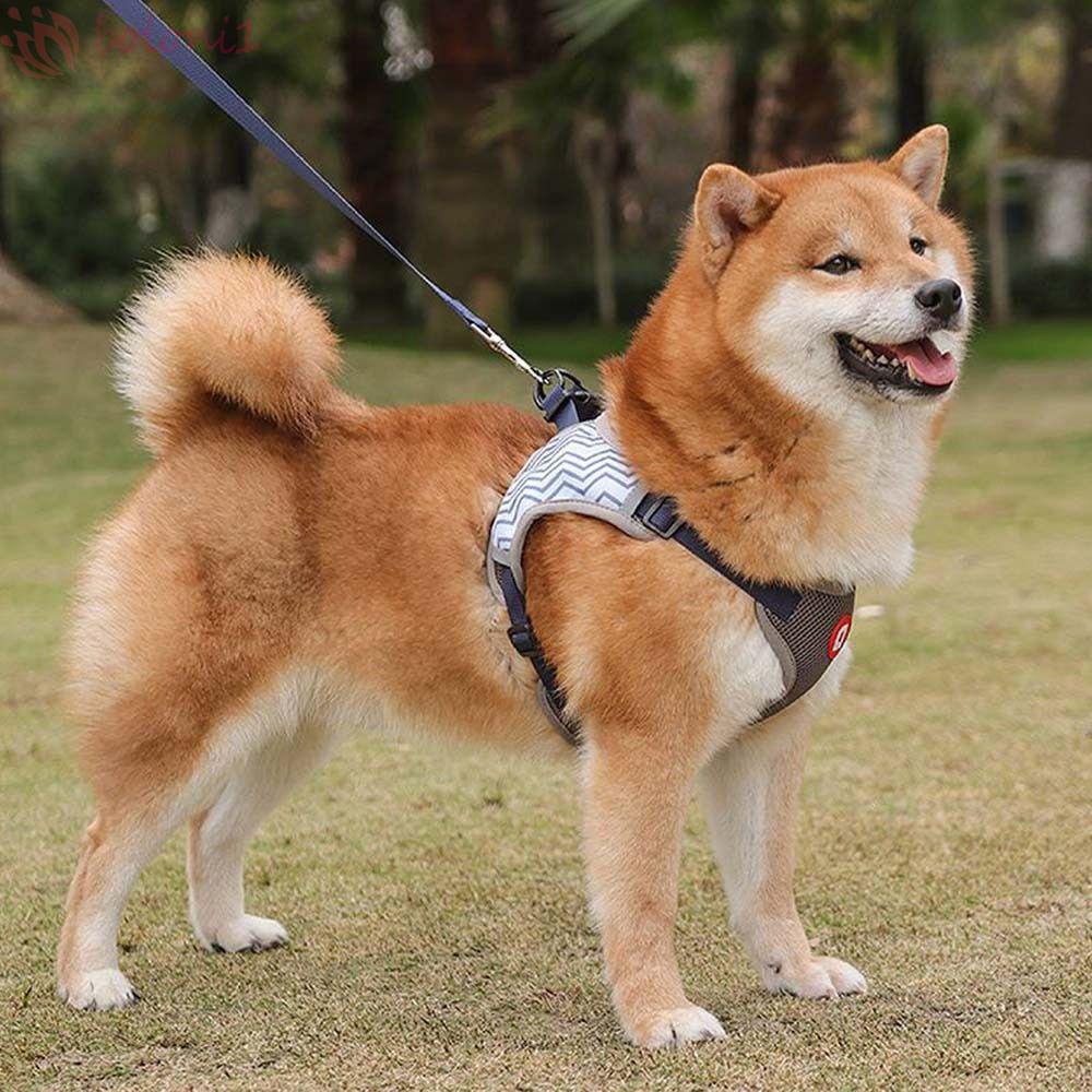 [COD] Dây Đeo An ToàN TùY ChỉNh Cho Thú Cưng