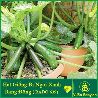 Hạt giống bí ngòi xanh dễ trồng, năng suất cao